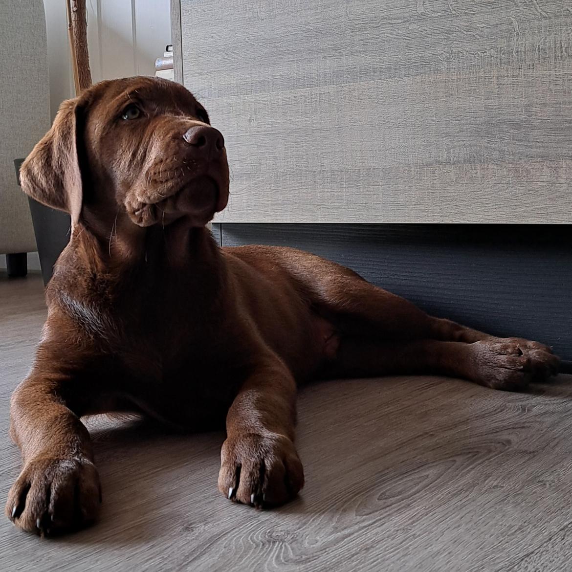 Labrador retriever Balder - 9. juni 2025 billede 50