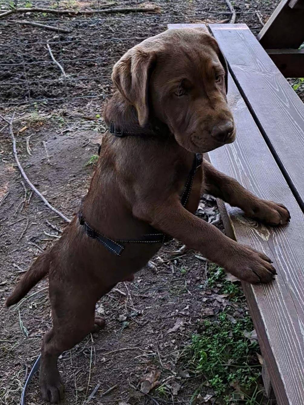 Labrador retriever Balder - 12. juni 2025 billede 45