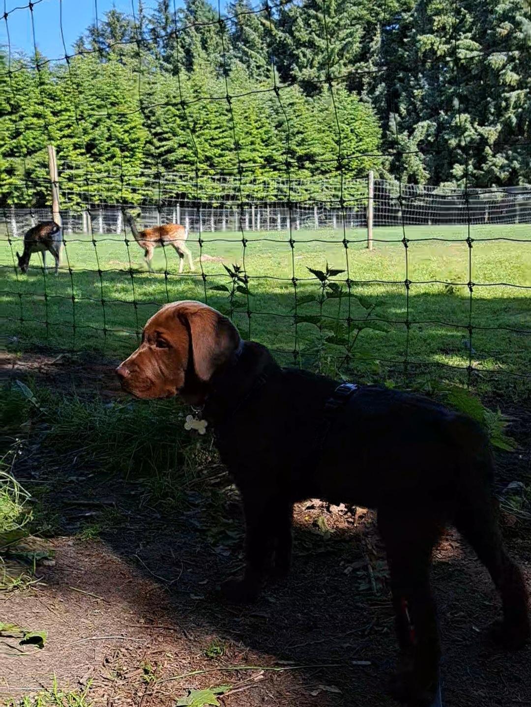 Labrador retriever Balder - 12. juni 2025 billede 46
