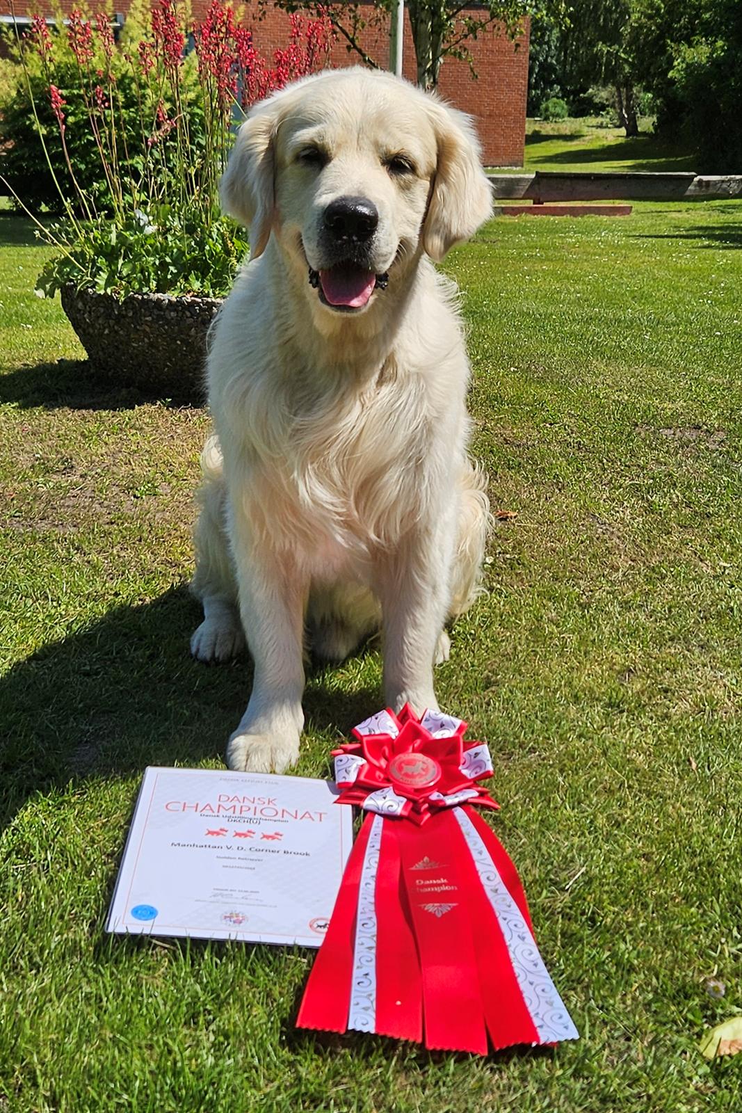 Golden retriever DKCH(U) DKJUCH Manhattan V.D. Corner Brook - DKCH(U) DKJUCH Manhattan V.D. Corner Brook 6½ år billede 5