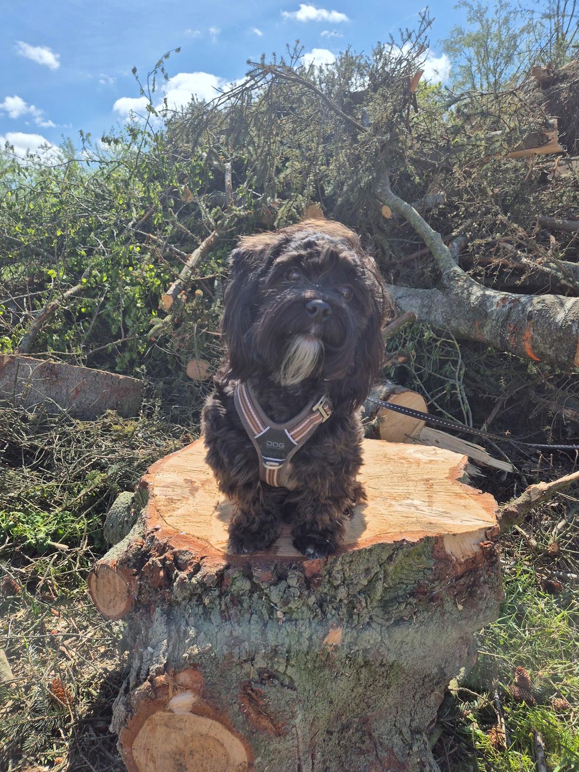 Bichon havanais Aya billede 9