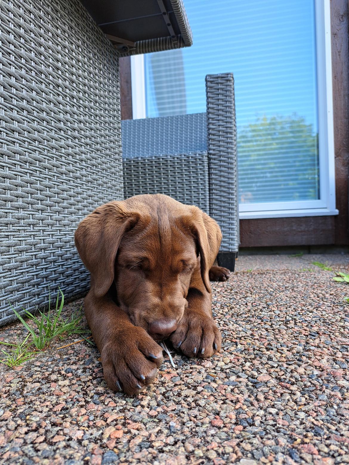 Labrador retriever Balder - 16. juni 2025 billede 48