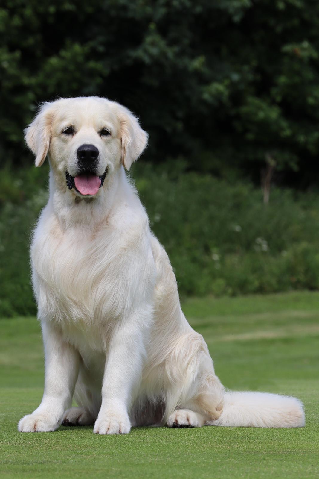 Golden retriever DKCH(U) DKJUCH Manhattan V.D. Corner Brook - DKCH(U) DKJUCH Manhattan V.D. Corner Brook 6½ år billede 2