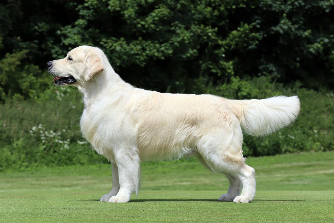 Golden retriever DKCH(U) DKJUCH Manhattan V.D. Corner Brook - DKCH(U) DKJUCH Manhattan V.D. Corner Brook 6½ år billede 1
