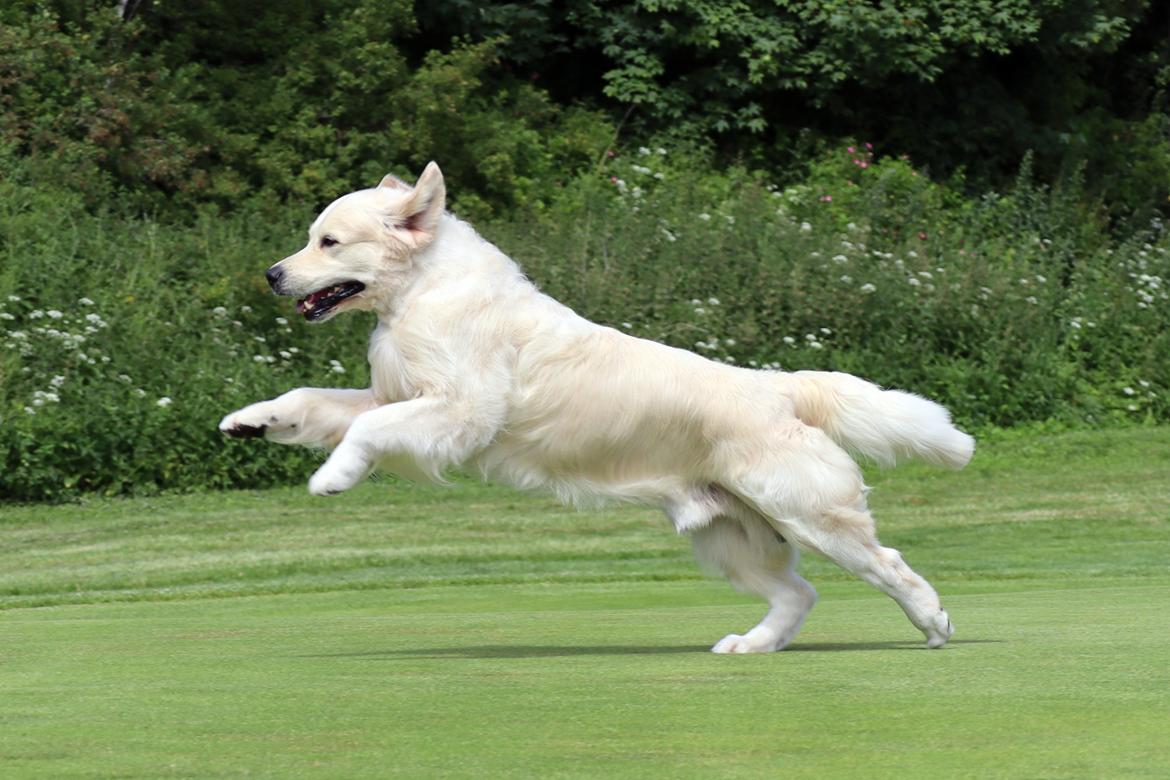 Golden retriever DKCH(U) DKJUCH Manhattan V.D. Corner Brook - DKCH(U) DKJUCH Manhattan V.D. Corner Brook 6½ år billede 3