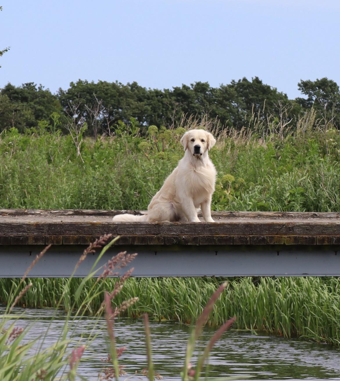 Golden retriever DKCH(U) DKJUCH Manhattan V.D. Corner Brook - DKCH(U) DKJUCH Manhattan V.D. Corner Brook 6½ år billede 4