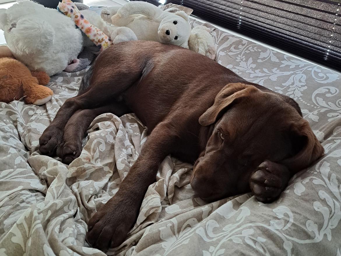 Labrador retriever Balder - 24. juni 2025 billede 35