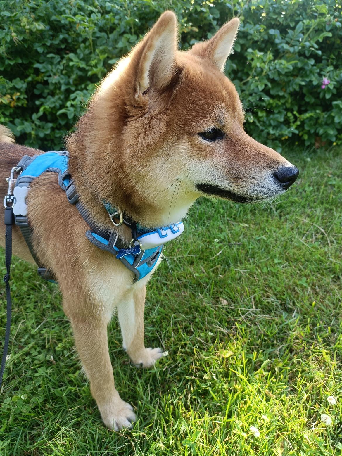 Shiba Pelle billede 9