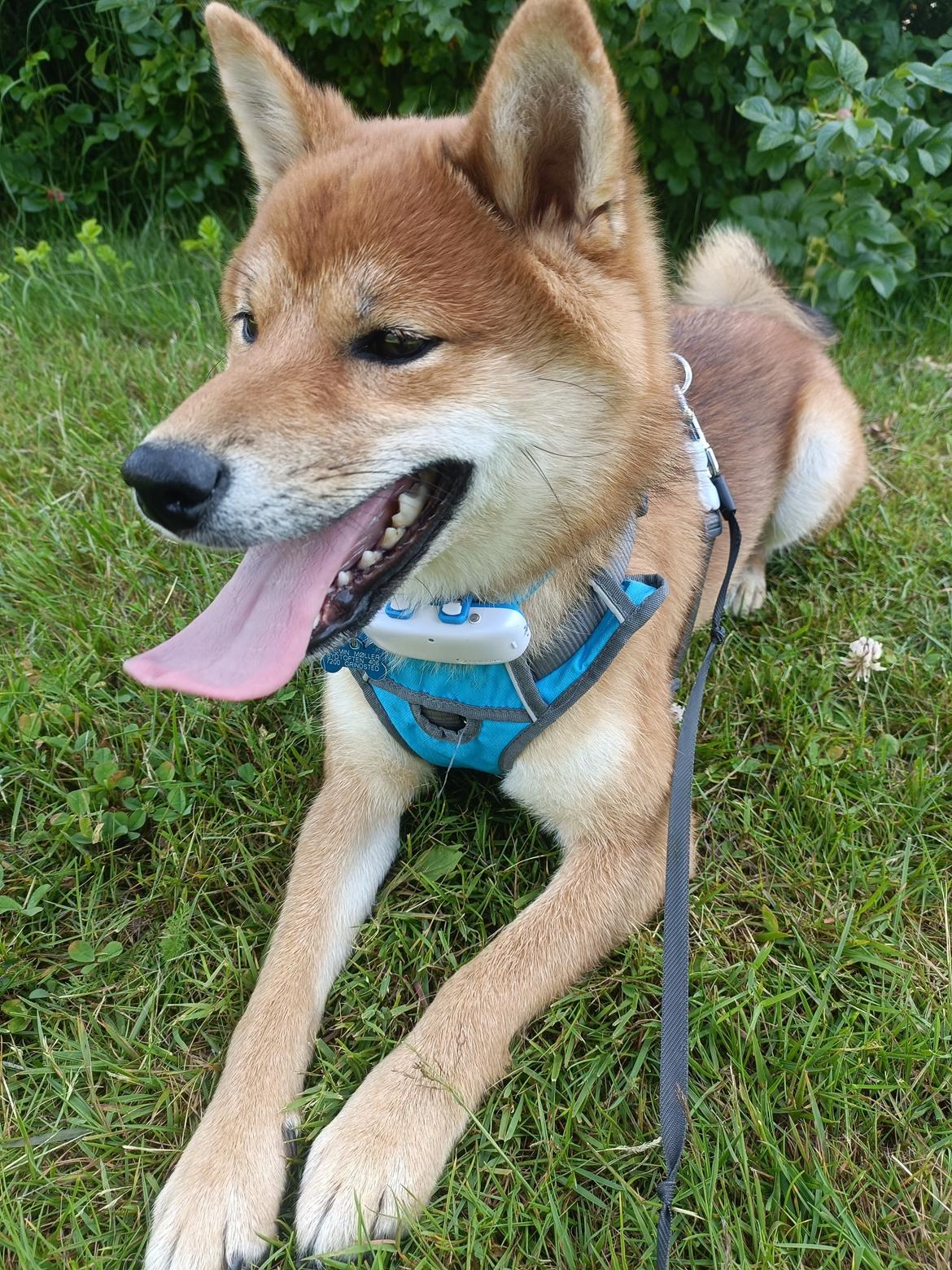 Shiba Pelle billede 10