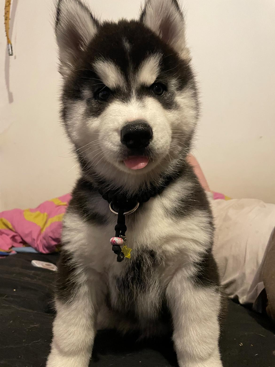 Siberian husky Balder billede 1