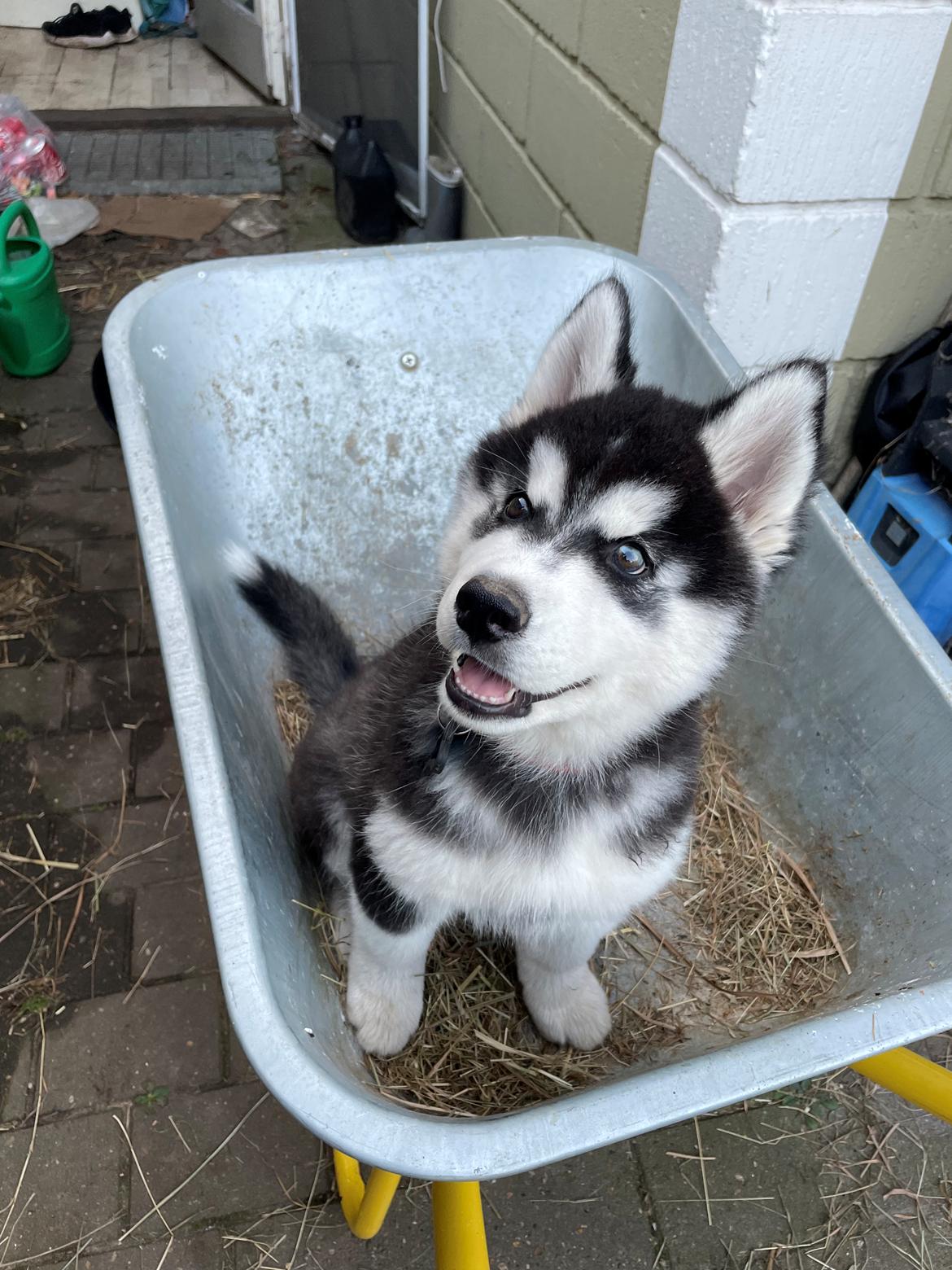 Siberian husky Balder billede 2
