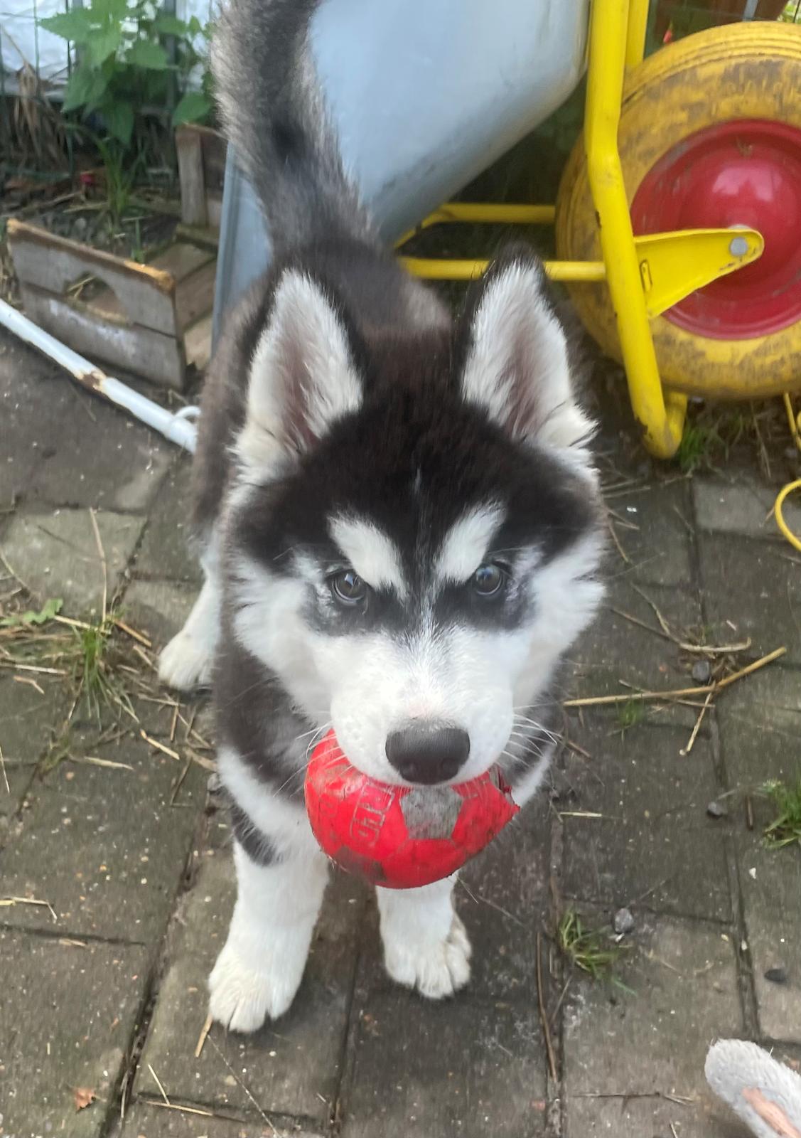 Siberian husky Balder billede 3