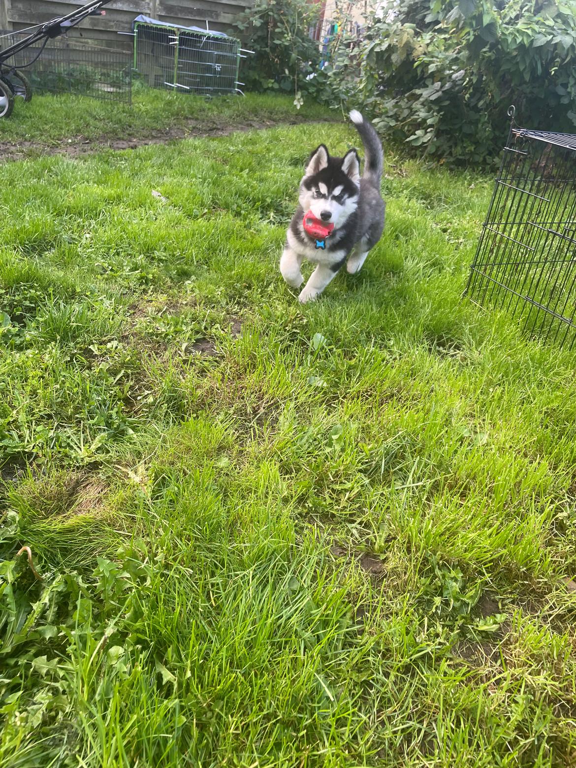 Siberian husky Balder billede 4