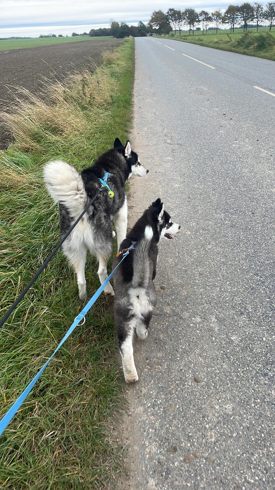 Siberian husky Balder billede 5