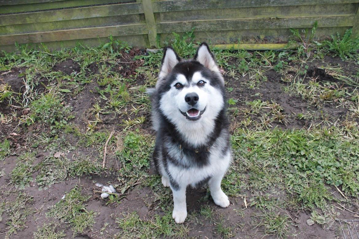 Siberian husky Balder billede 6
