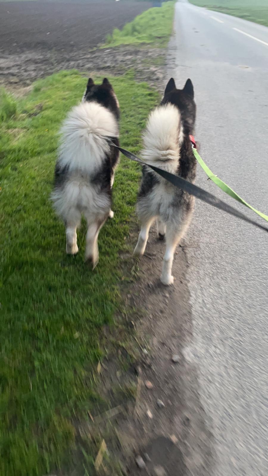 Siberian husky Balder billede 7