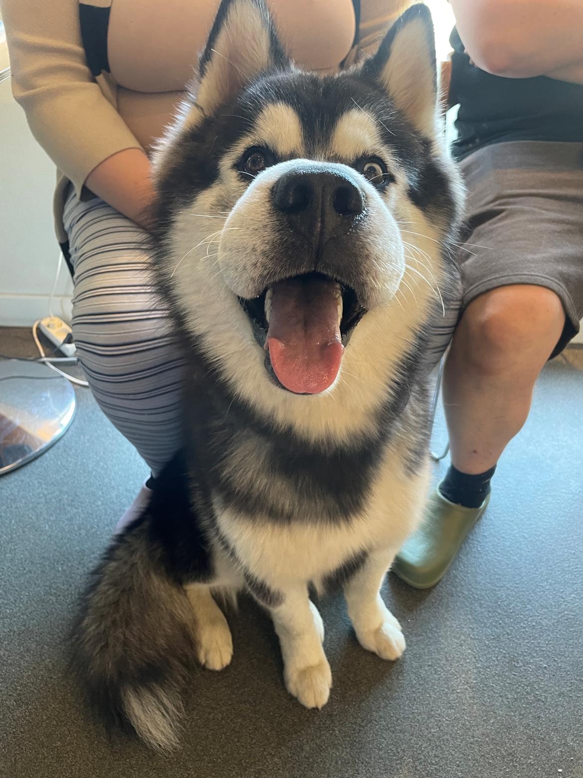 Siberian husky Balder billede 8