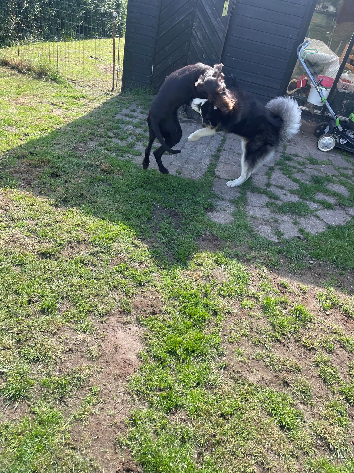 Siberian husky Balder billede 9