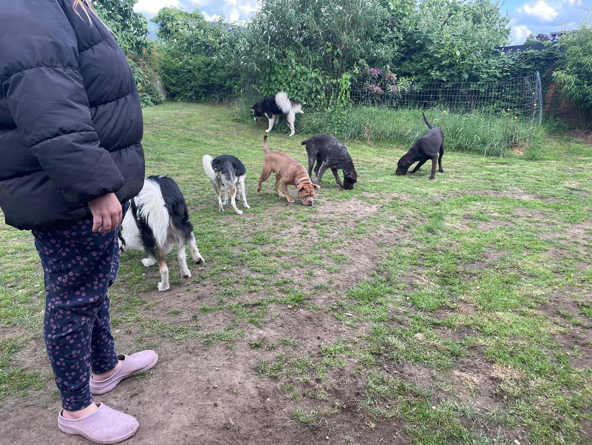 Siberian husky Balder billede 10