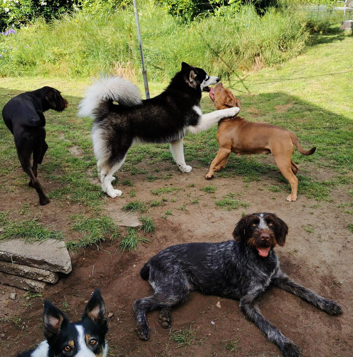 Siberian husky Balder billede 11