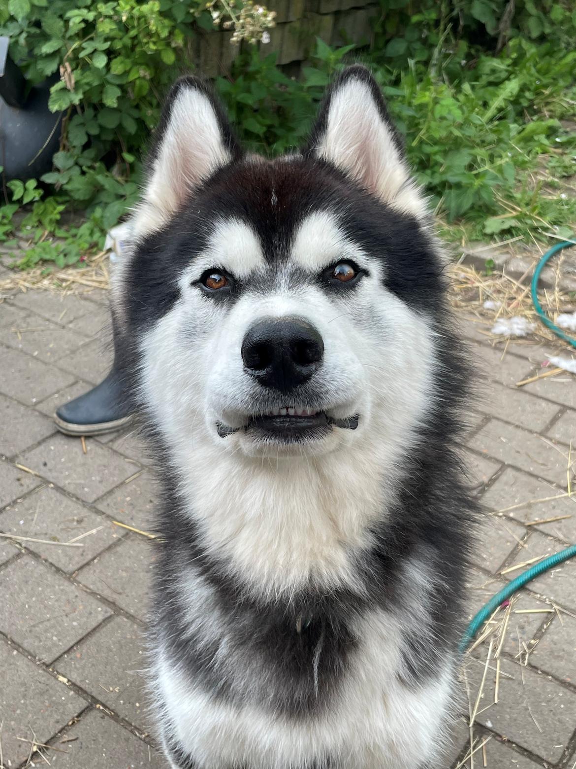 Siberian husky Balder billede 12