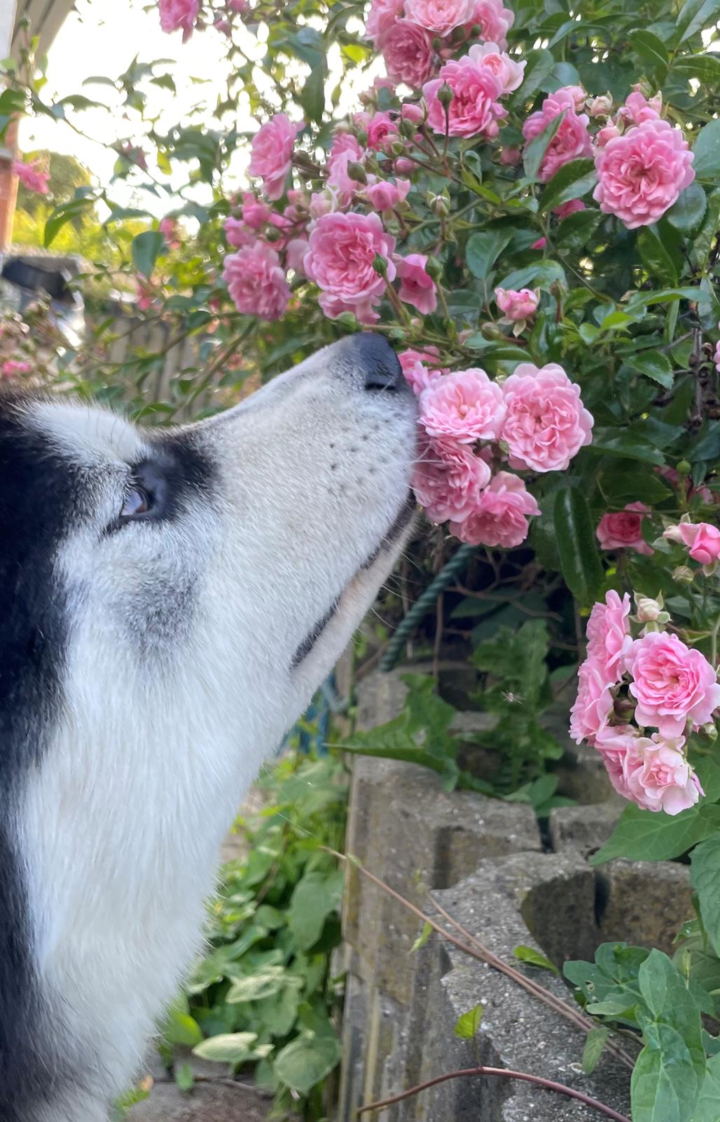 Siberian husky Balder billede 13
