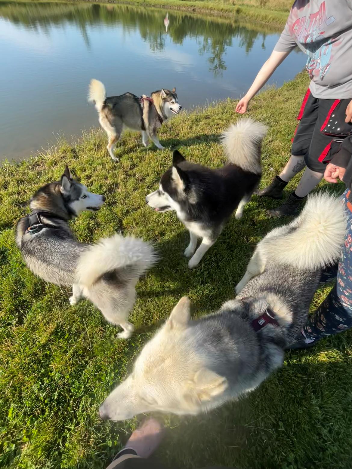 Siberian husky Balder billede 14
