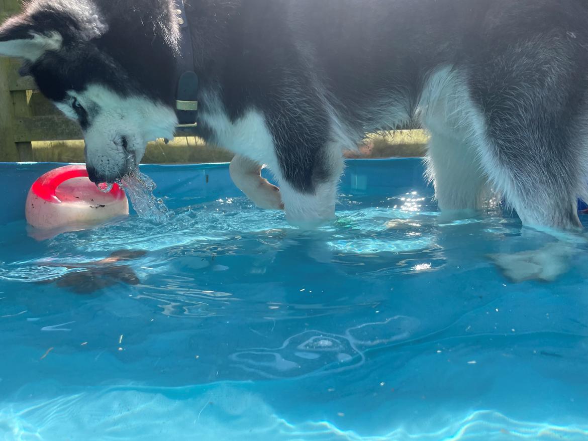 Siberian husky Balder billede 15