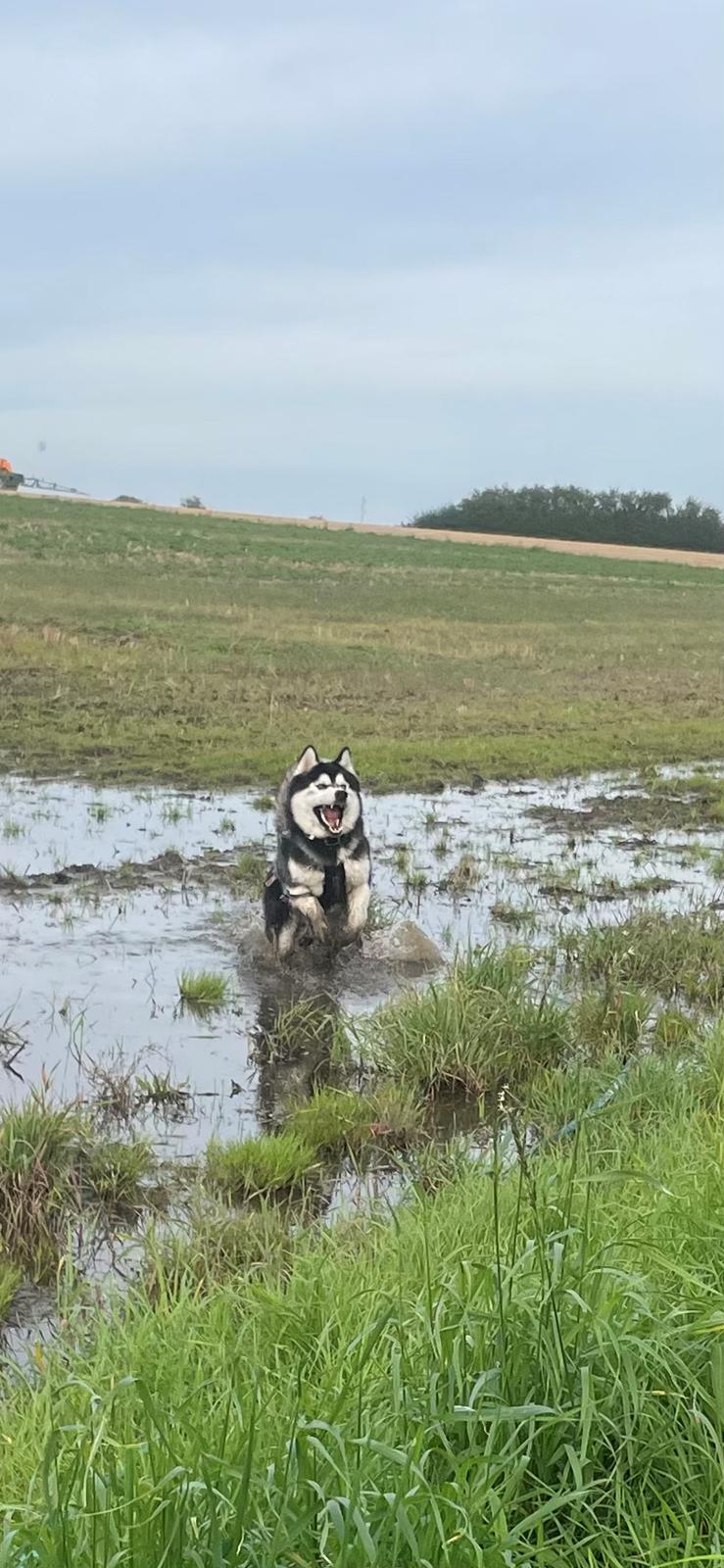 Siberian husky Balder billede 16