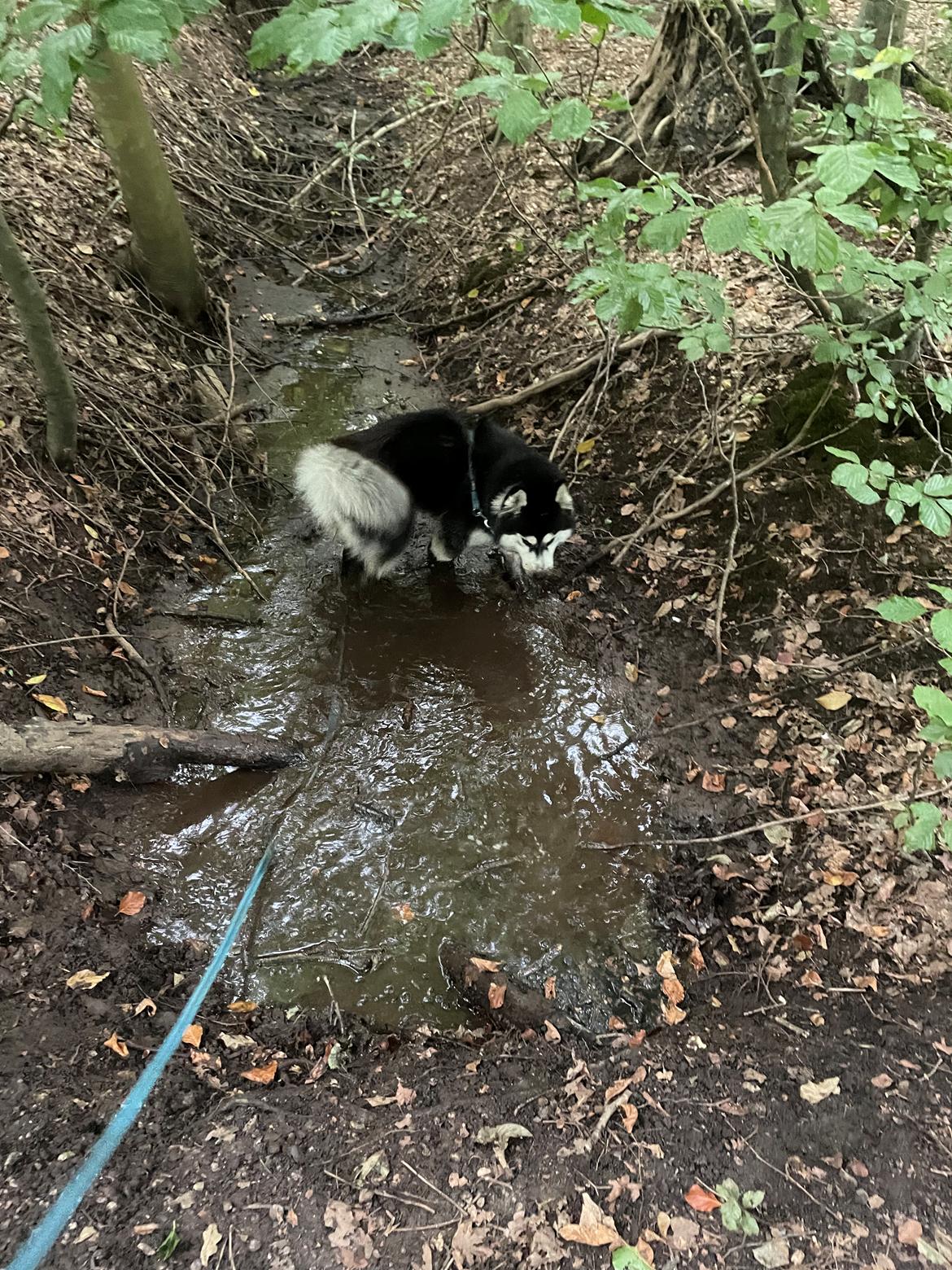 Siberian husky Balder billede 17