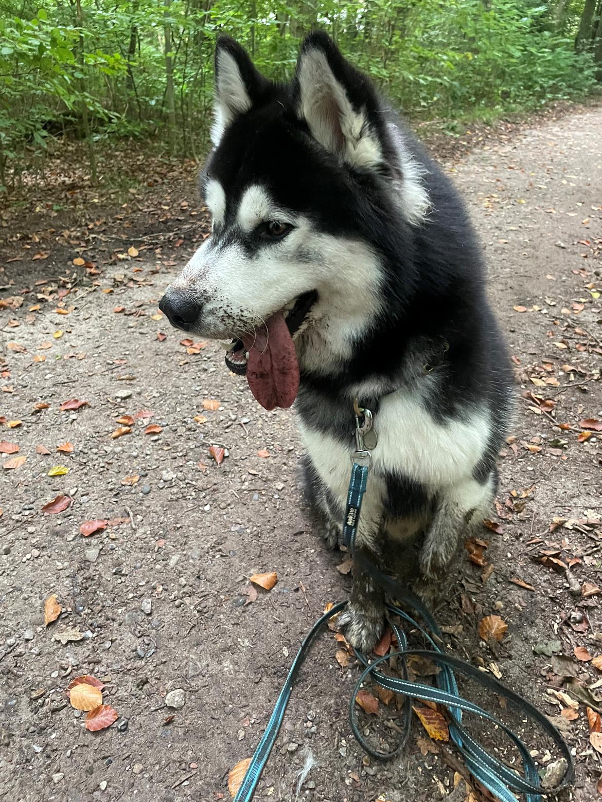 Siberian husky Balder billede 18
