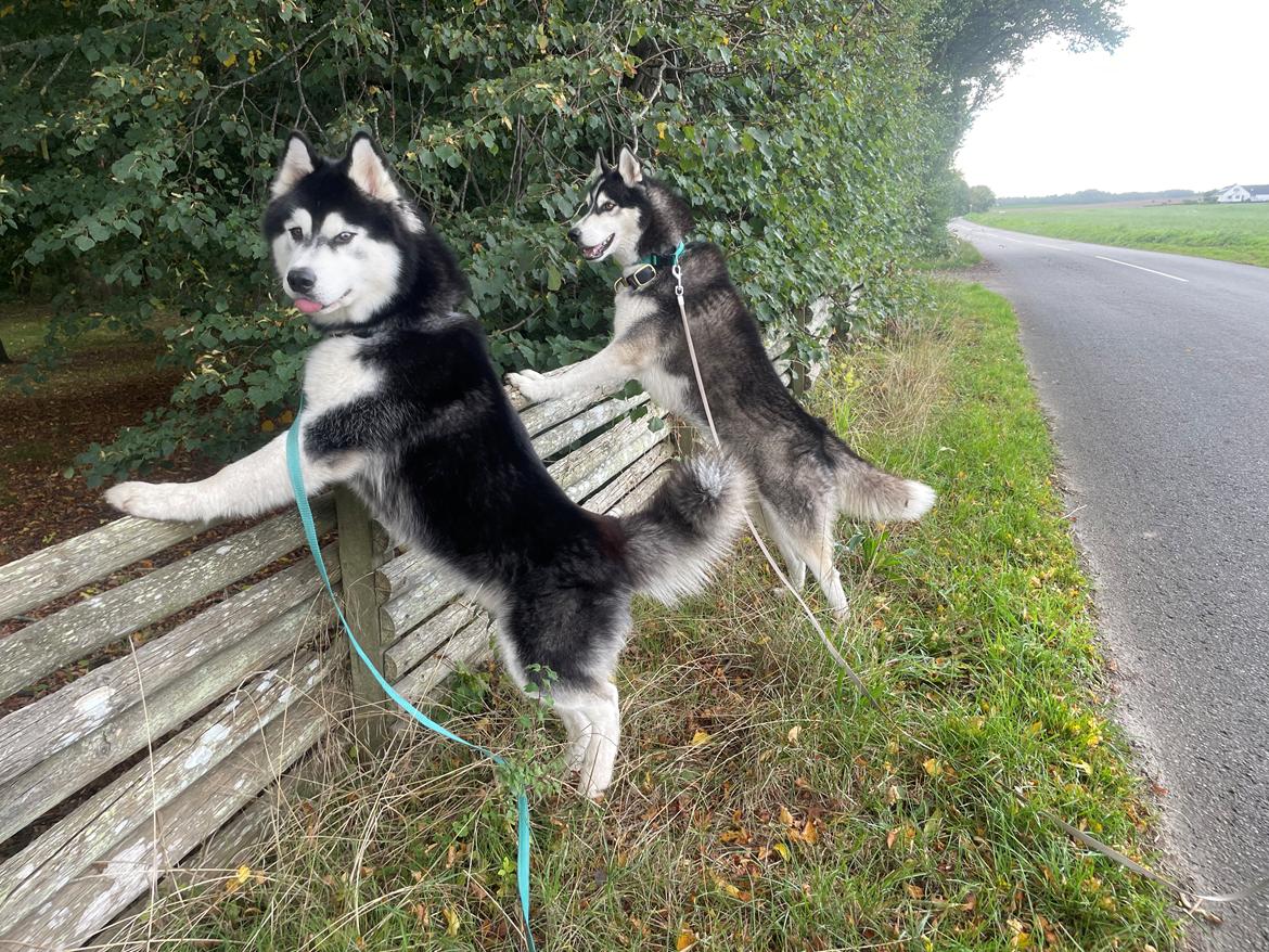 Siberian husky Balder billede 19