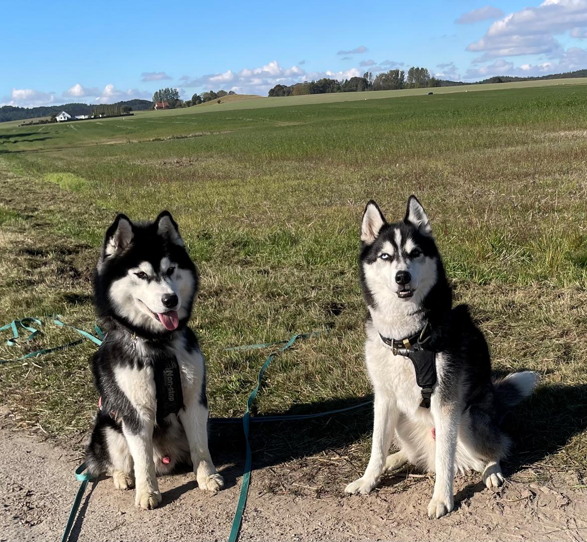 Siberian husky Balder billede 20