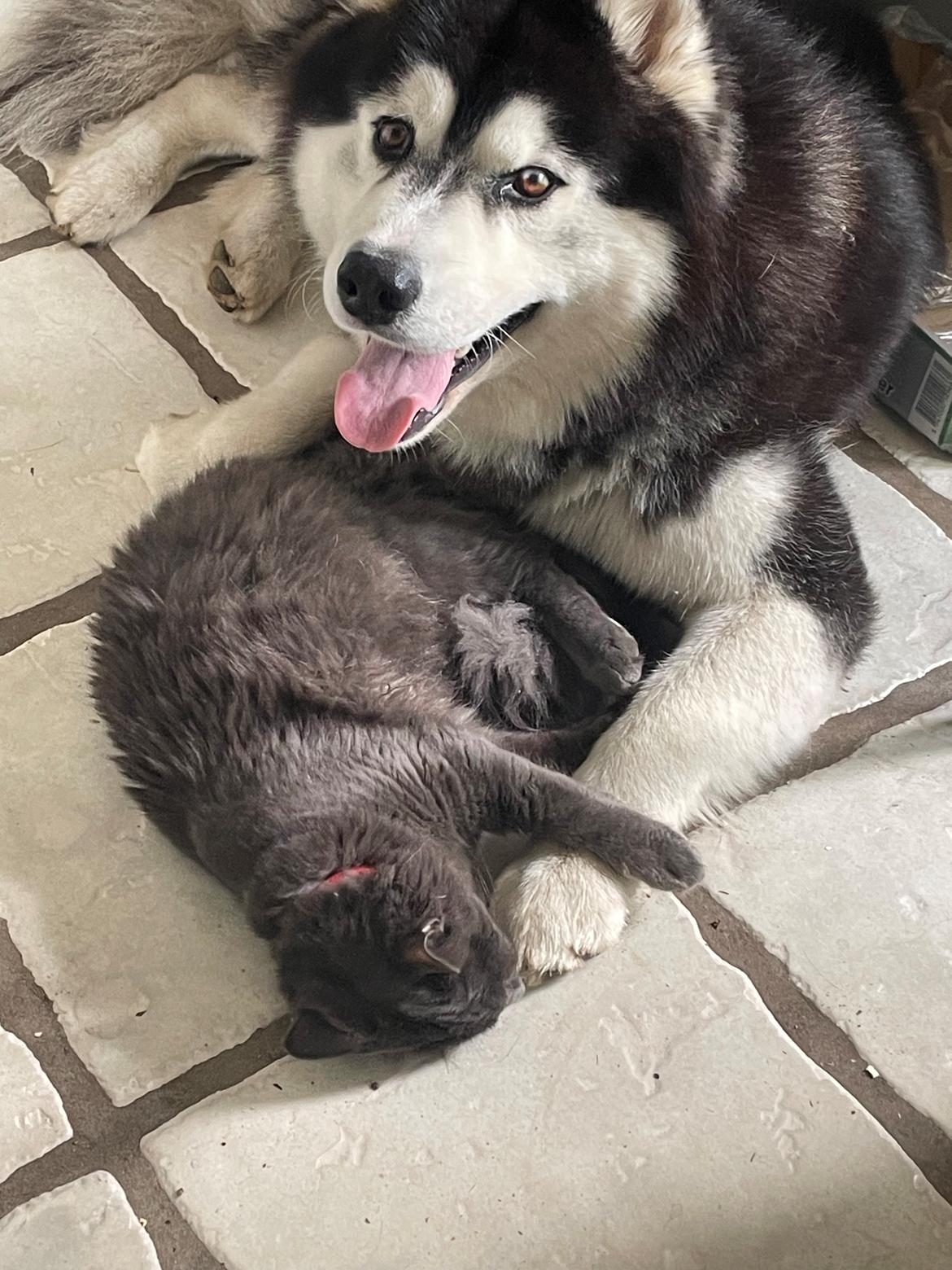 Siberian husky Balder billede 21