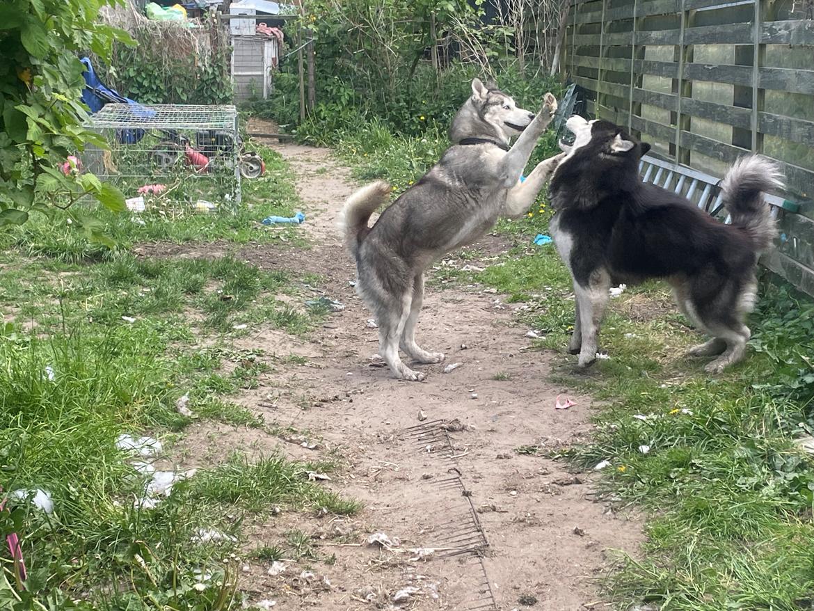 Siberian husky Balder billede 22