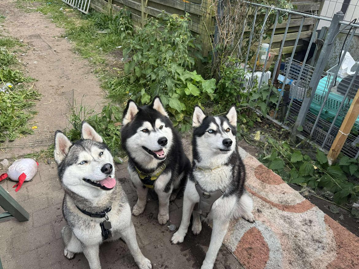 Siberian husky Balder billede 23