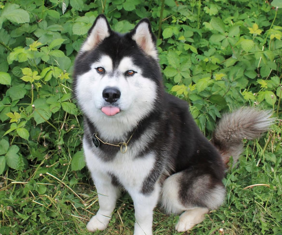 Siberian husky Balder billede 25