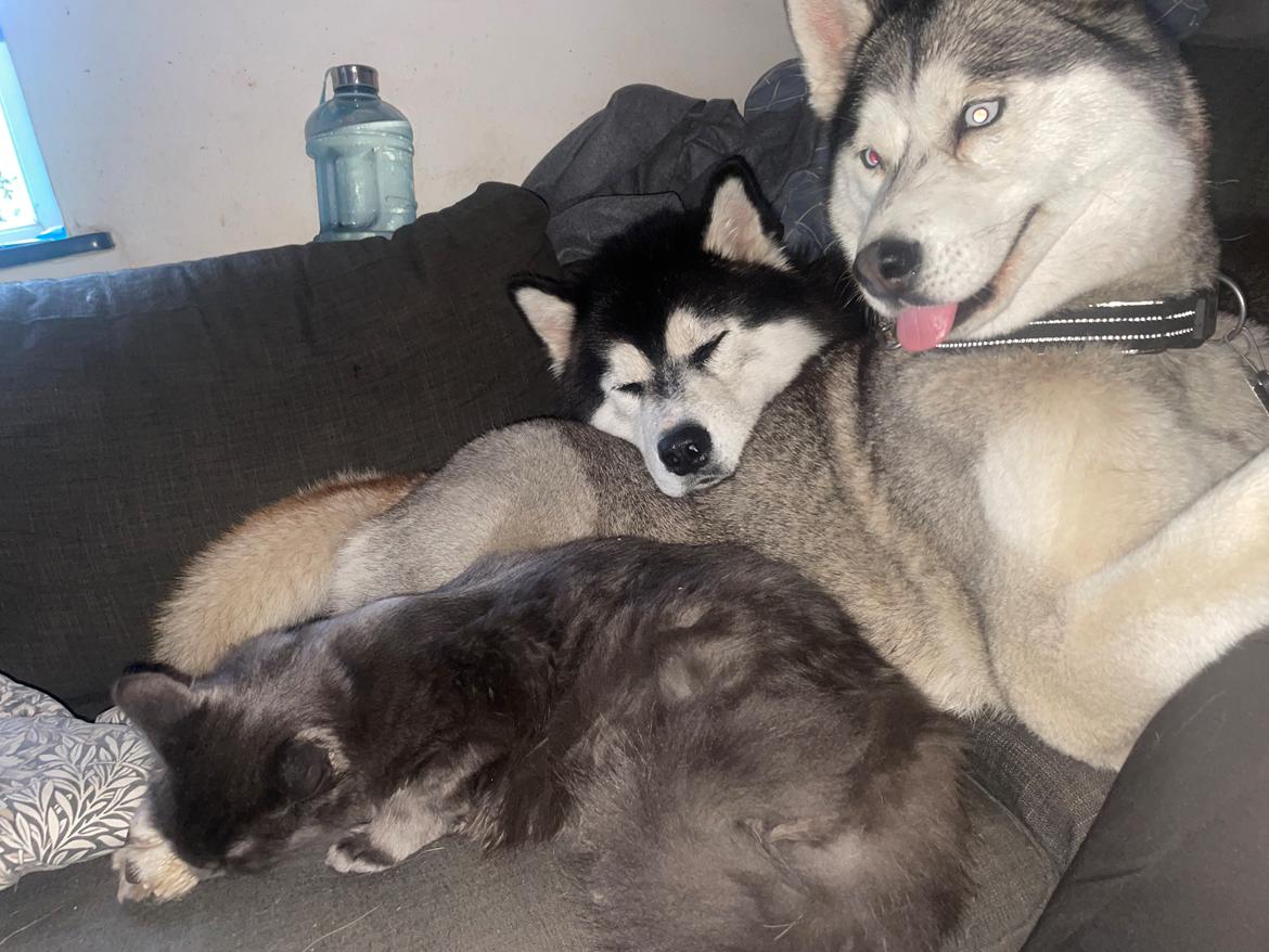 Siberian husky Balder billede 24