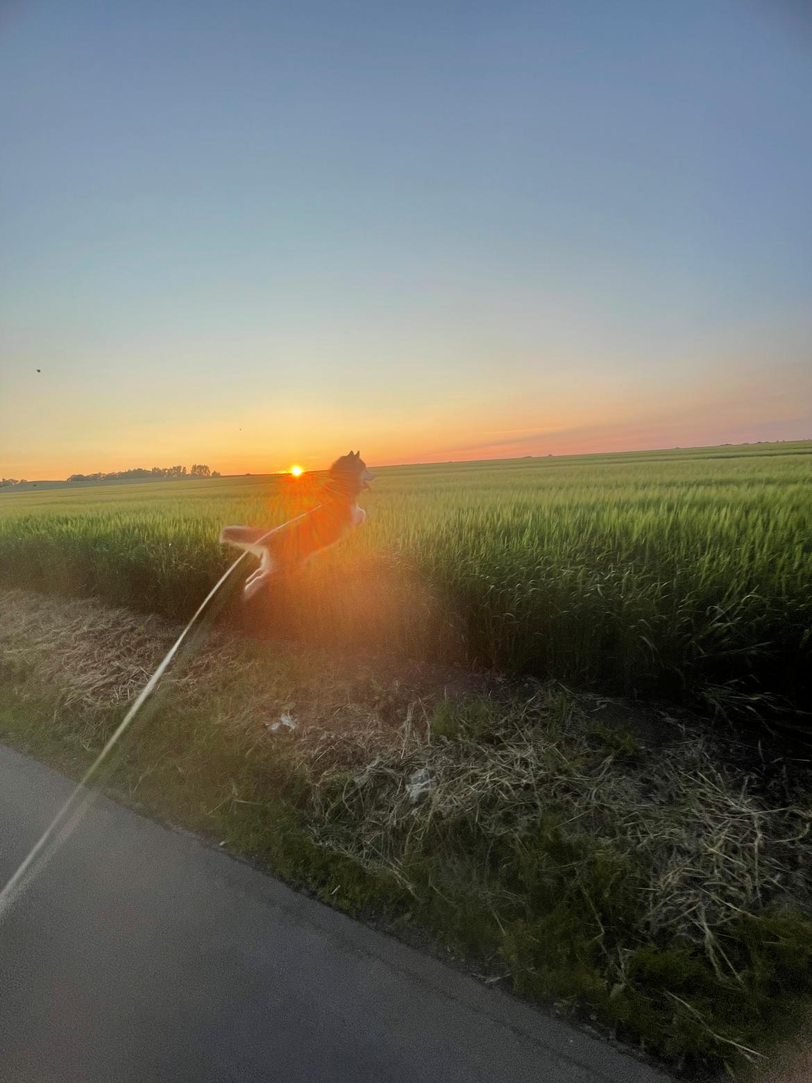 Siberian husky Balder billede 26