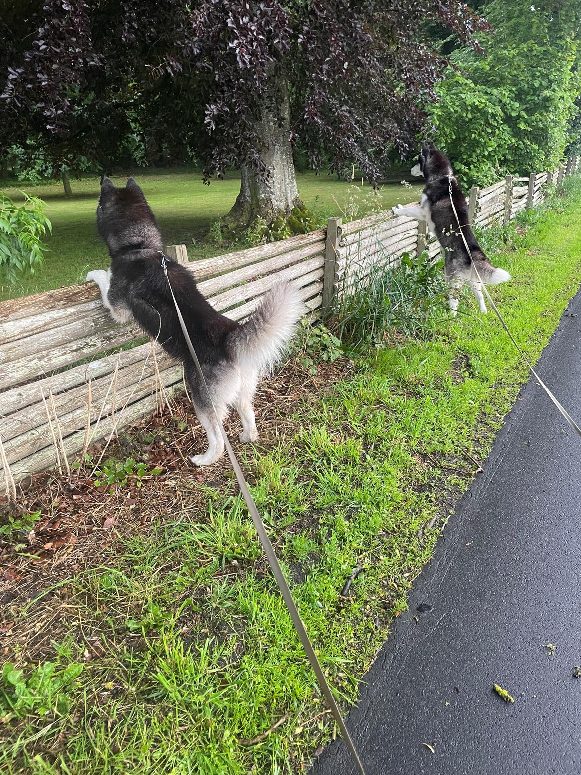 Siberian husky Balder billede 27