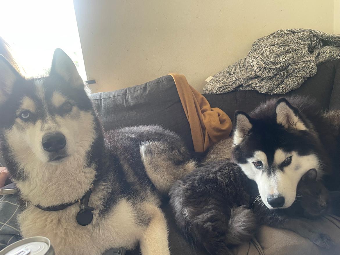 Siberian husky Balder billede 28