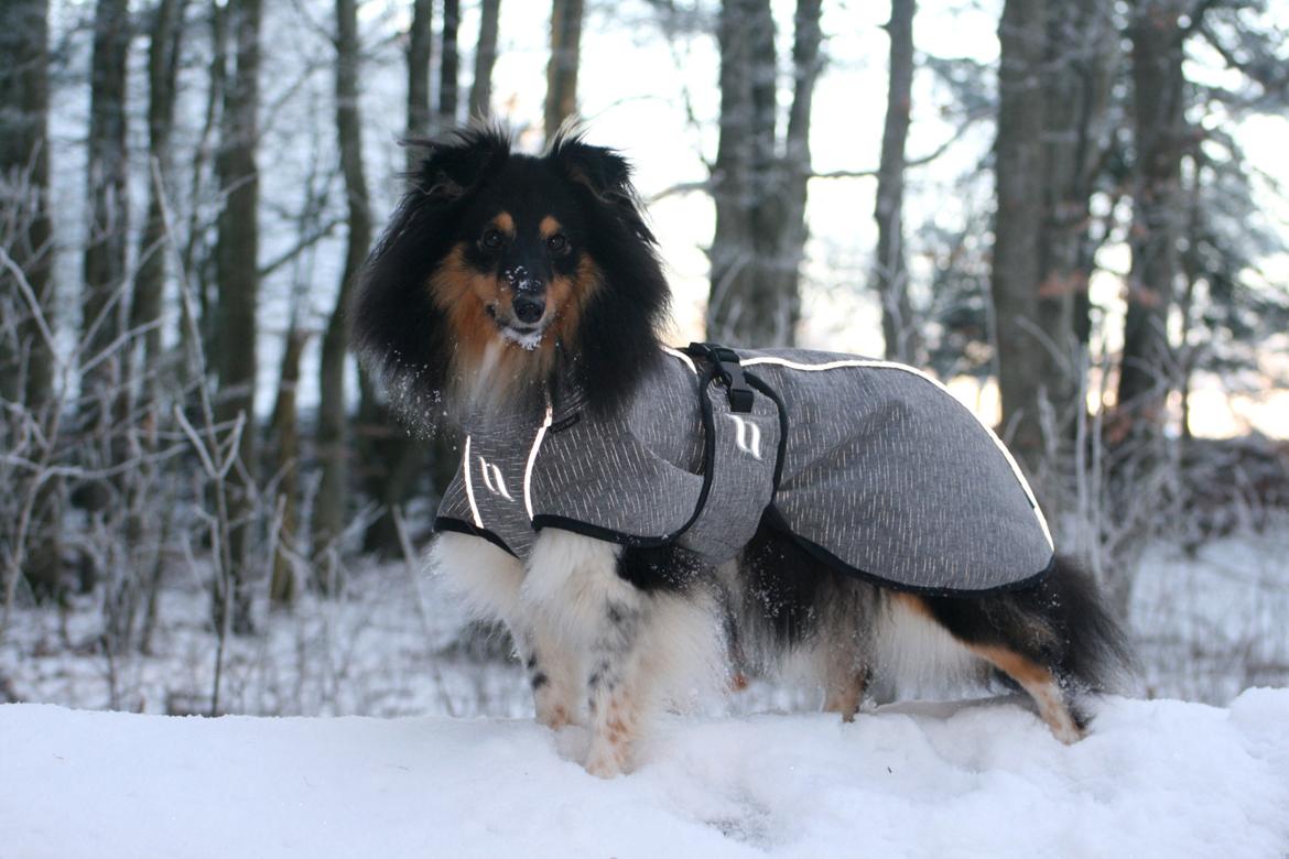 Shetland sheepdog Sheltiedream British Beloved Bizzy billede 7