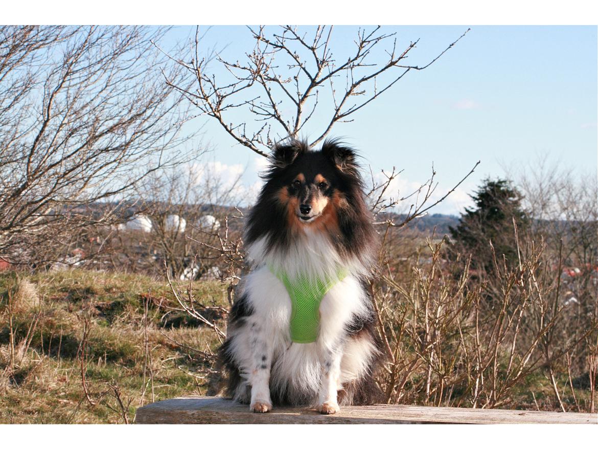 Shetland sheepdog Sheltiedream British Beloved Bizzy billede 8