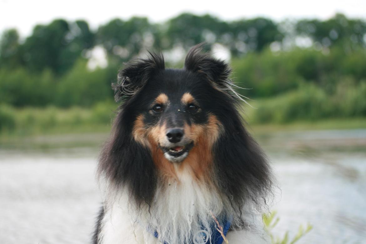 Shetland sheepdog Sheltiedream British Beloved Bizzy billede 9