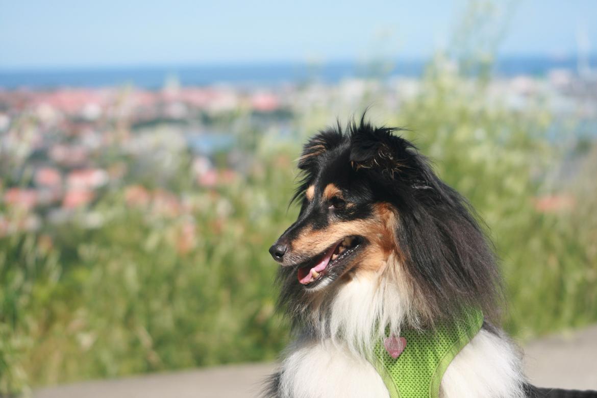 Shetland sheepdog Sheltiedream British Beloved Bizzy - Pikkerbakken, Frederikshavn 2024 billede 10