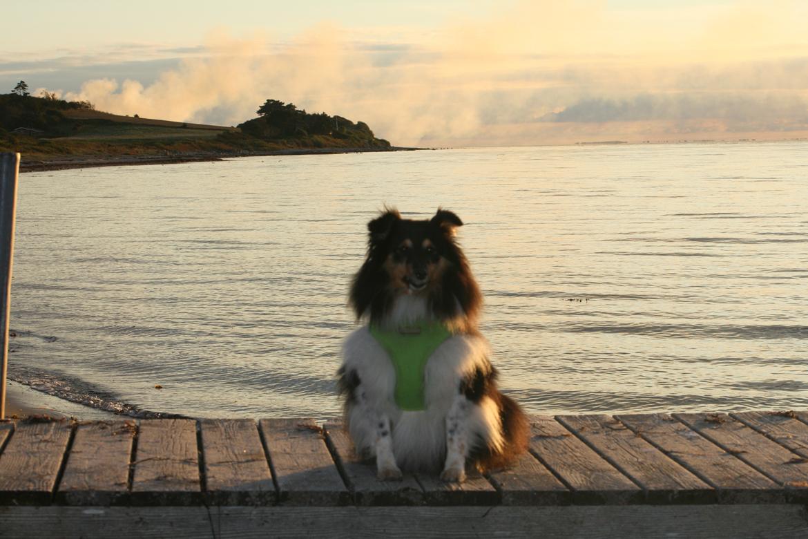Shetland sheepdog Sheltiedream British Beloved Bizzy - Samsø 2024 billede 11