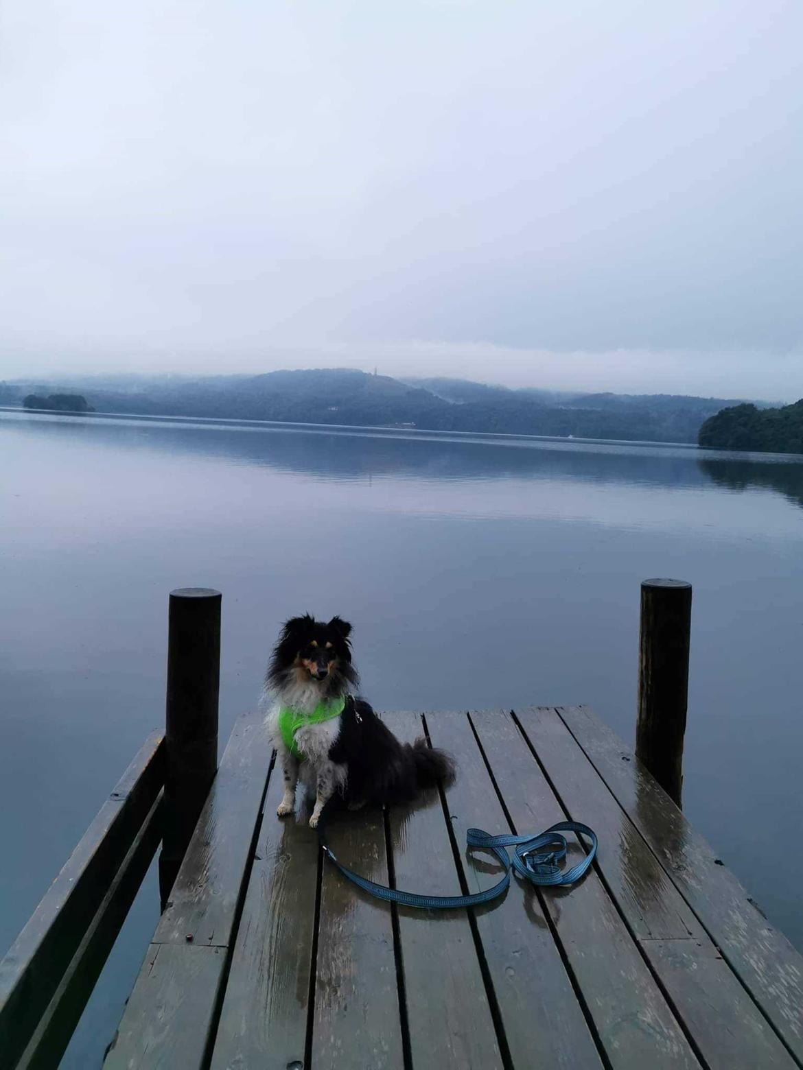 Shetland sheepdog Sheltiedream British Beloved Bizzy - Silkeborg  billede 12