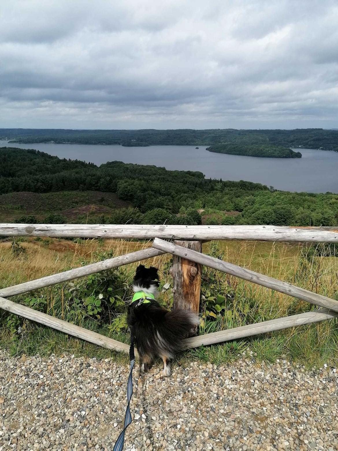 Shetland sheepdog Sheltiedream British Beloved Bizzy - Himmelbjerget billede 13