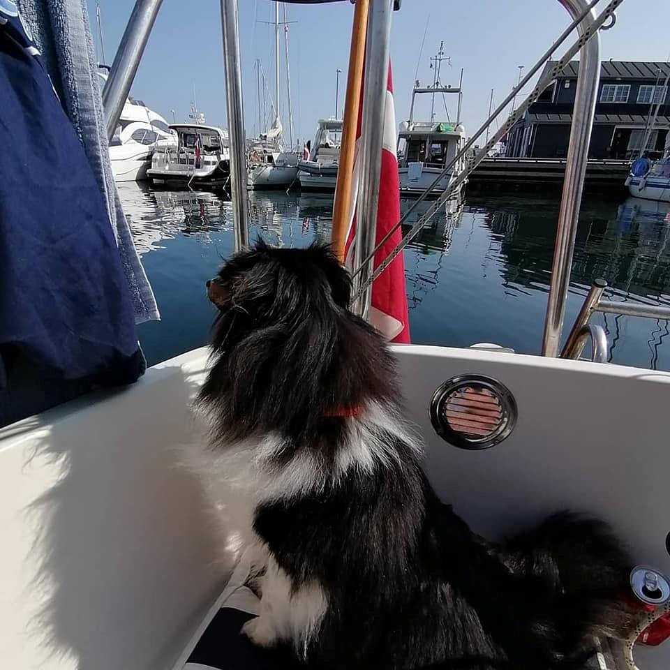 Shetland sheepdog Sheltiedream British Beloved Bizzy - Læsø billede 14