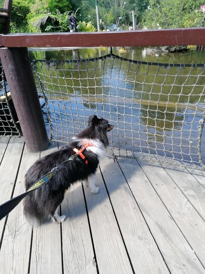 Shetland sheepdog Sheltiedream British Beloved Bizzy - Jesperhus Blomsterpark billede 15